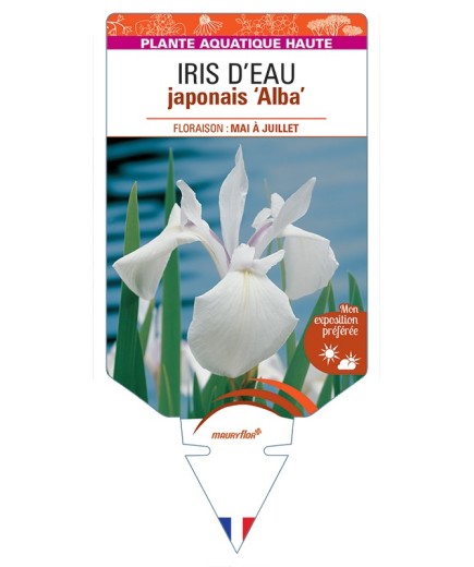 IRIS laevigata Alba voir IRIS D’EAU japonais