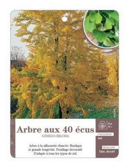 ARBRE AUX 40 ÉCUS GINKGO BILOBA *