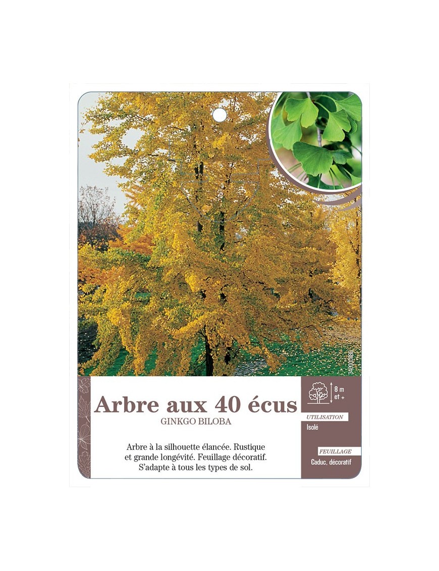 ARBRE AUX 40 ÉCUS GINKGO BILOBA *