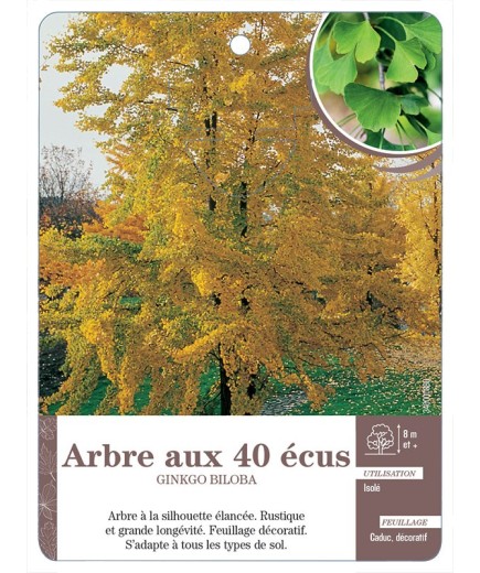 ARBRE AUX 40 ÉCUS GINKGO BILOBA *