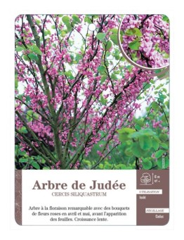 ARBRE DE JUDÉE *
