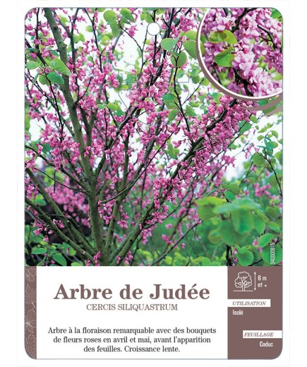 ARBRE DE JUDÉE *