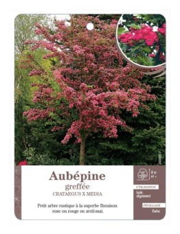 AUBÉPINE GREFFÉE (ROUGE & ROSE) *