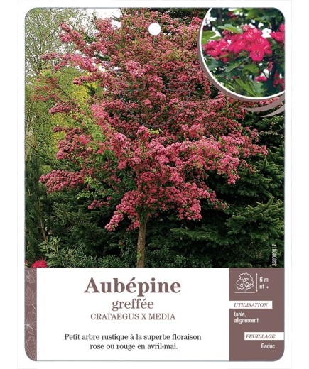 AUBÉPINE GREFFÉE (ROUGE & ROSE) *