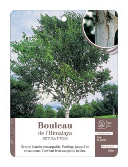 BOULEAU DE L’HIMALAYA *