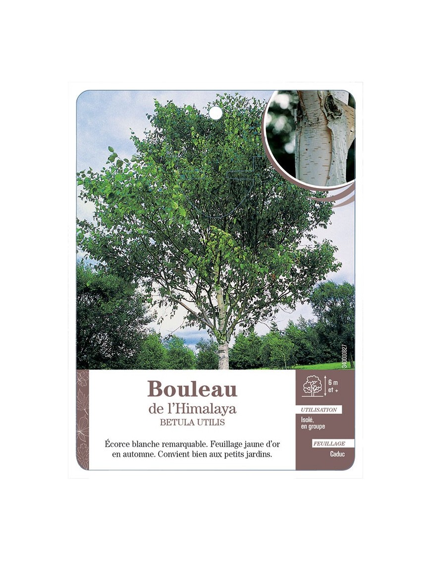 BOULEAU DE L’HIMALAYA *