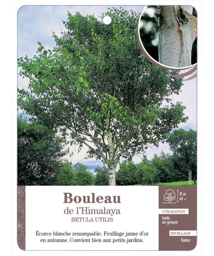 BOULEAU DE L’HIMALAYA *