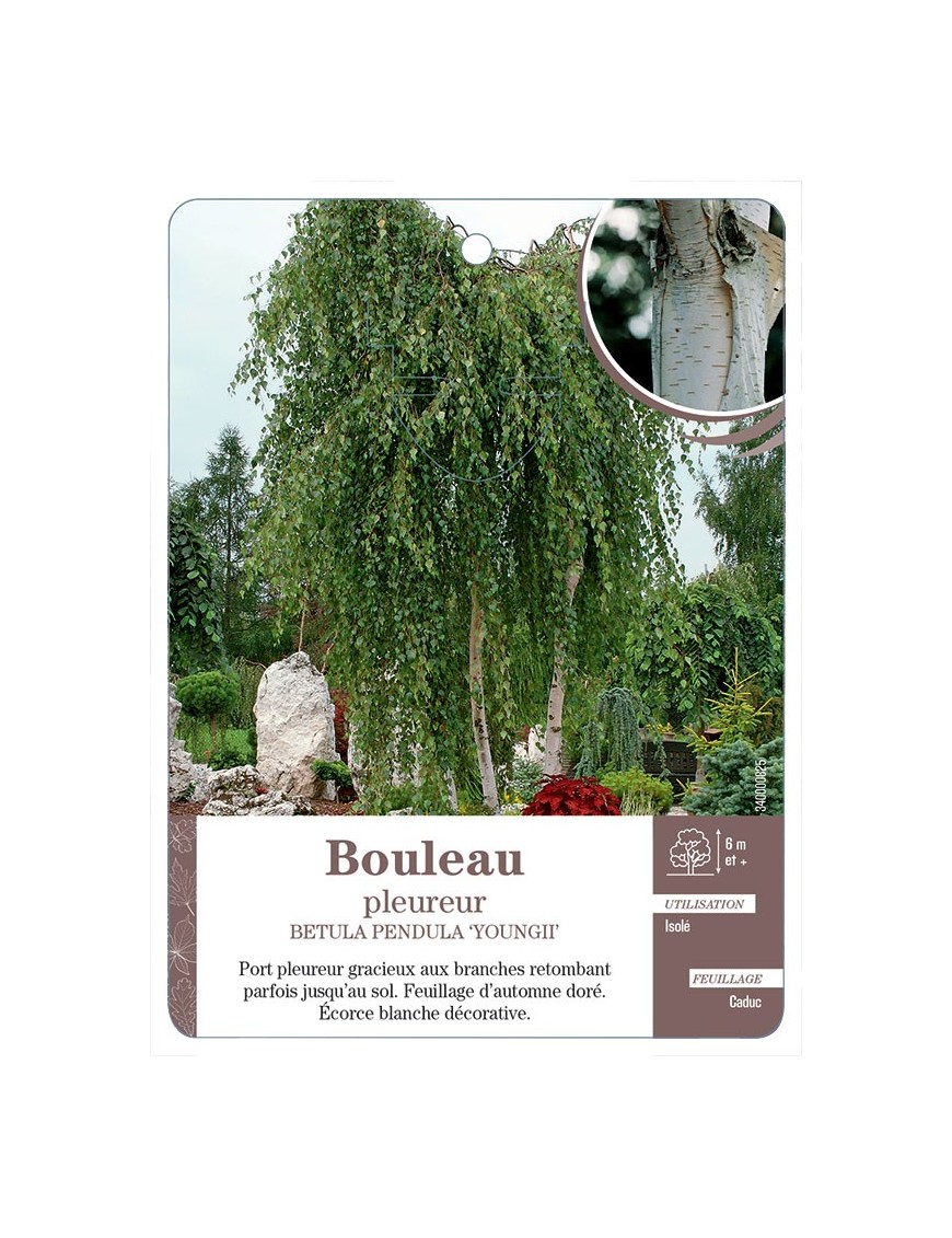 BOULEAU PLEUREUR *