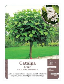 CATALPA BOULE *