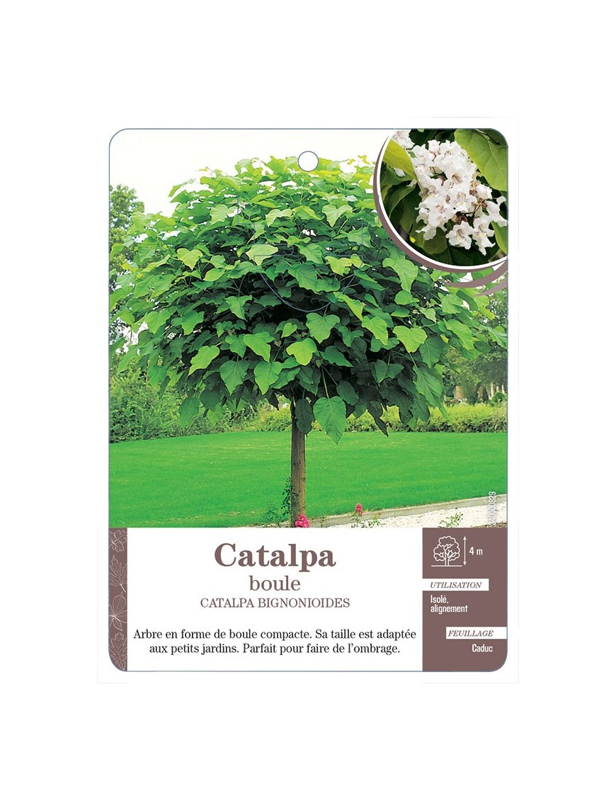 CATALPA BOULE *