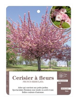 CERISIER À FLEURS *