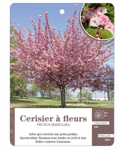 CERISIER À FLEURS *