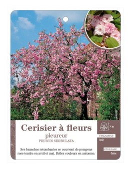 CERISIER À FLEURS PLEUREUR *