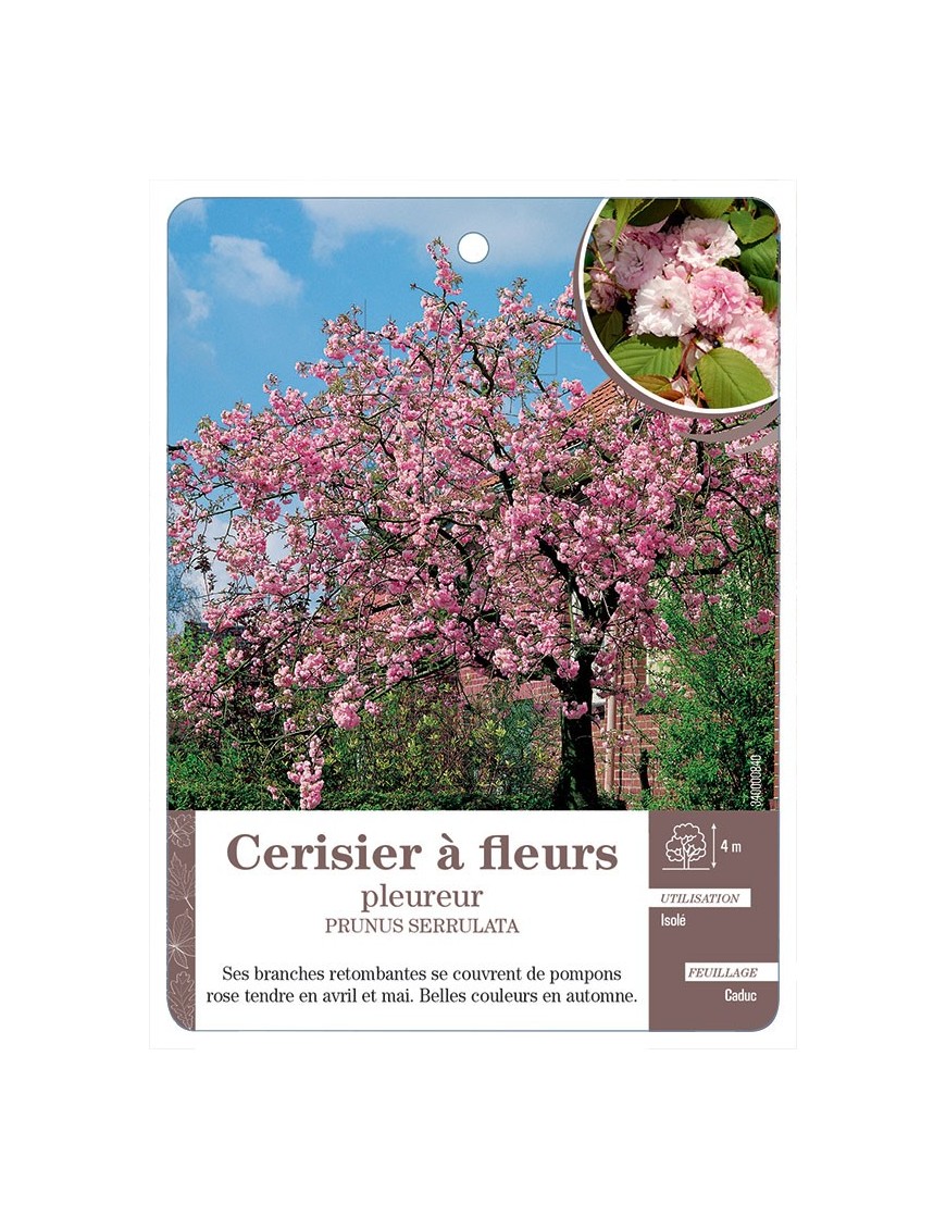 CERISIER À FLEURS PLEUREUR *