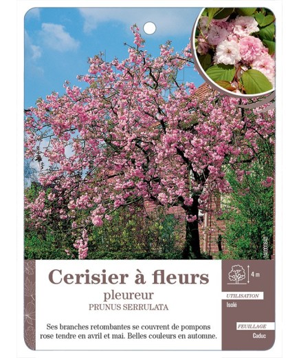 CERISIER À FLEURS PLEUREUR *