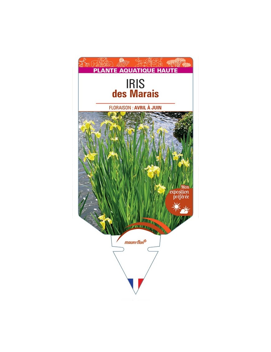IRIS pseudacorus voir IRIS des Marais