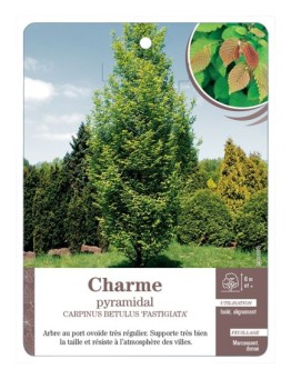 CHARME PYRAMIDAL *
