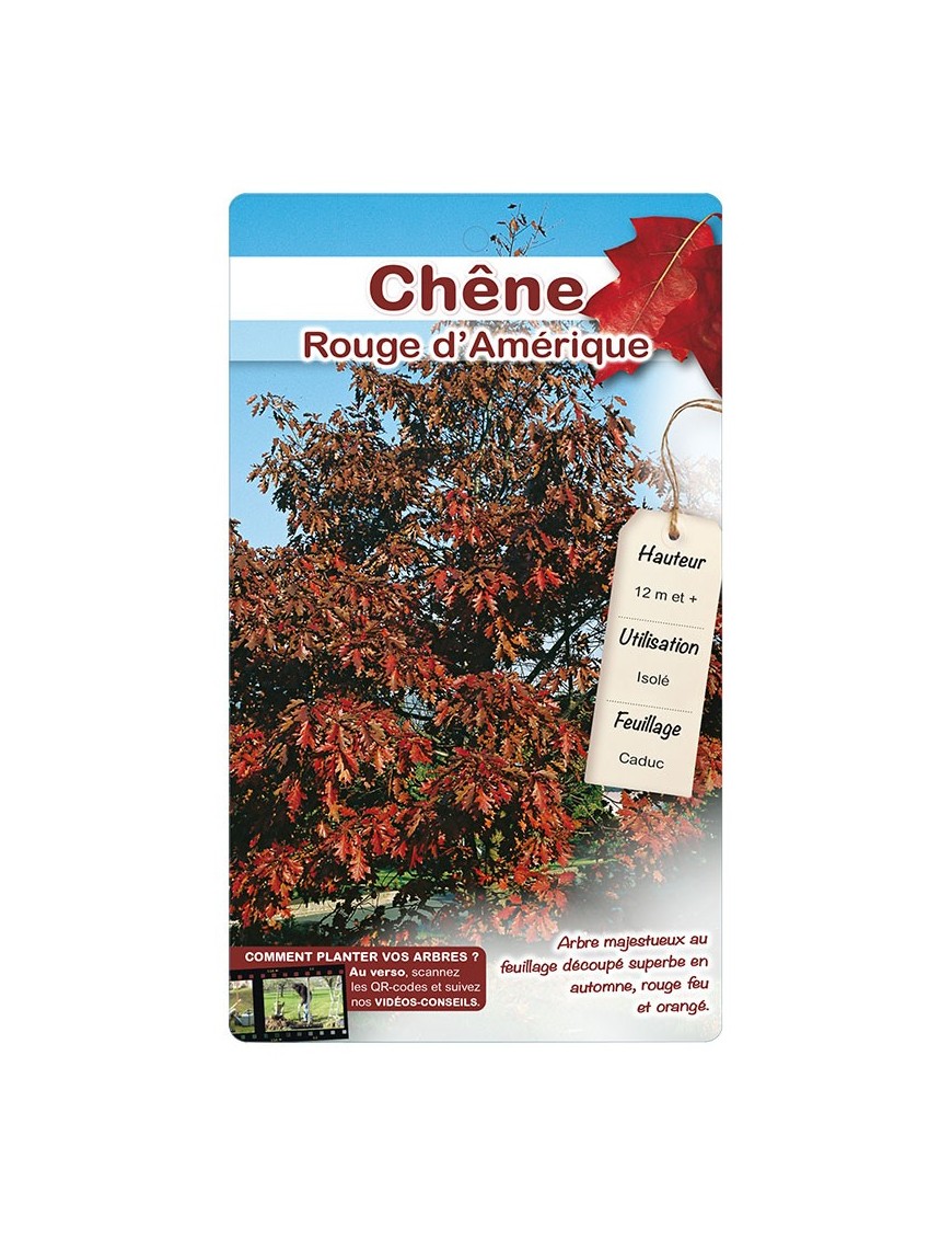 CHÊNE ROUGE D’AMÉRIQUE *
