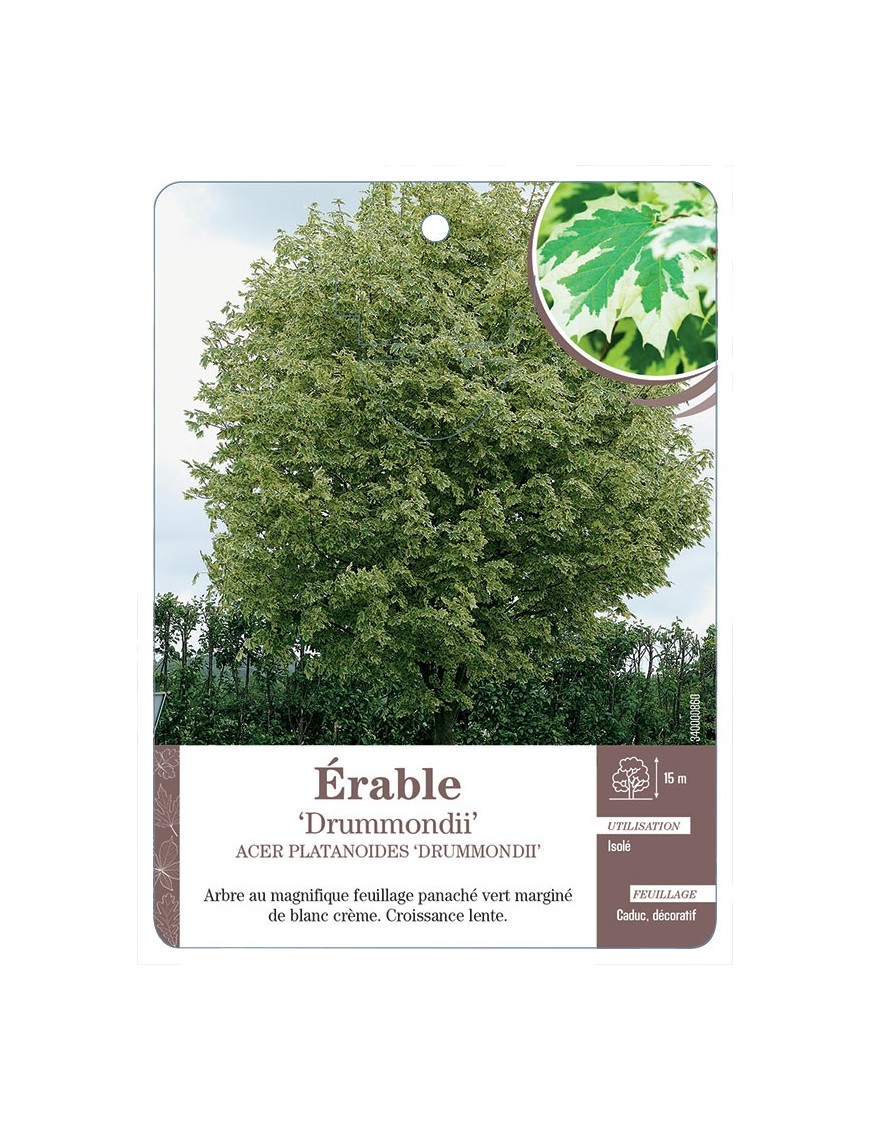 ÉRABLE ‘DRUMMONDII’ *