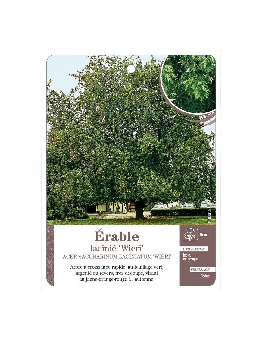 ÉRABLE LACINIÉ ‘WIERI’ *