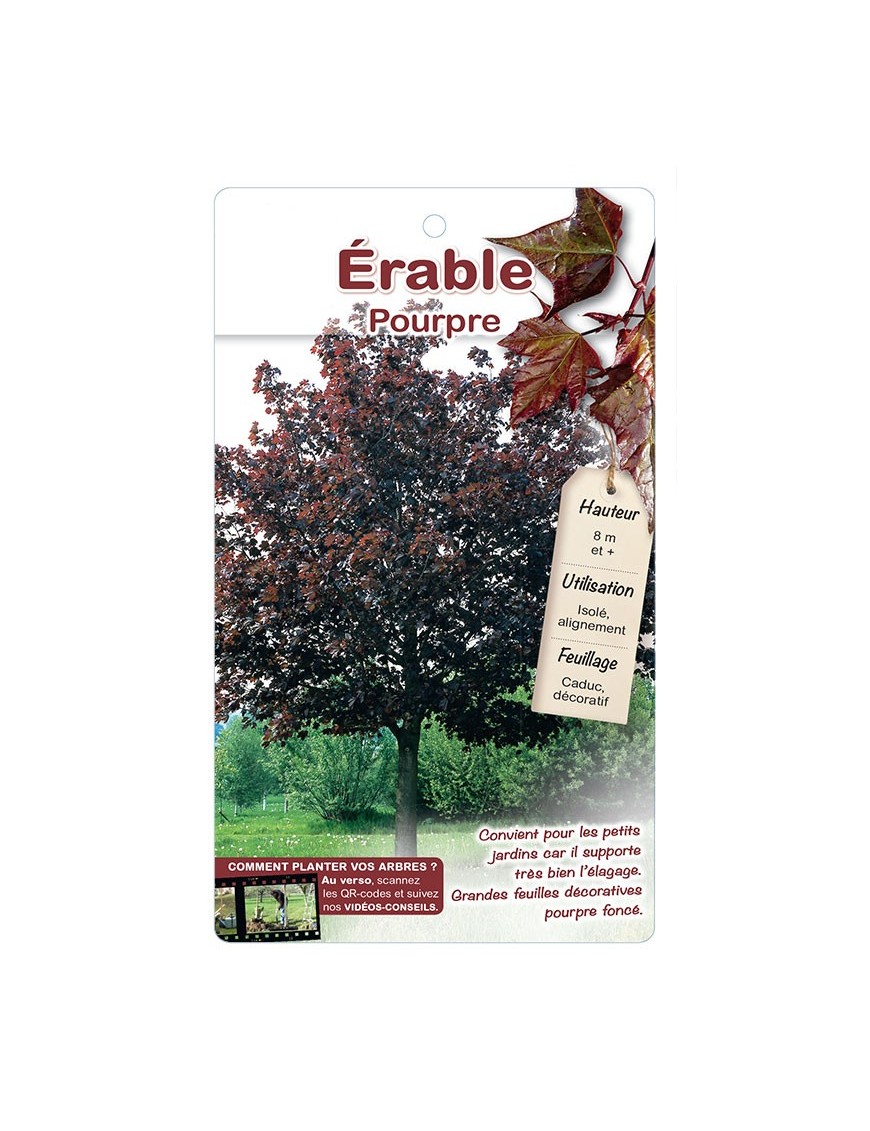 ÉRABLE POURPRE ‘CRIMSON KING’ *
