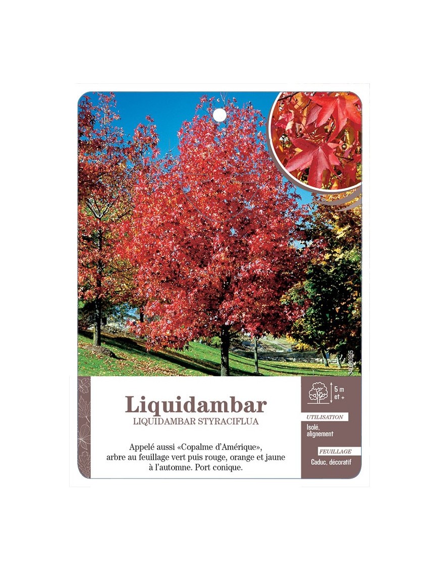 LIQUIDAMBAR STYRACIFLUA