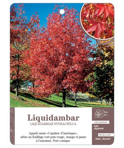 LIQUIDAMBAR STYRACIFLUA