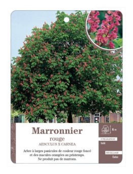 MARRONNIER ROUGE *