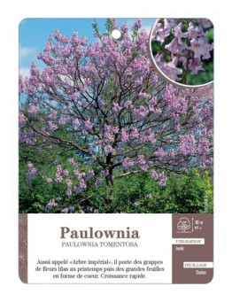 PAULOWNIA *