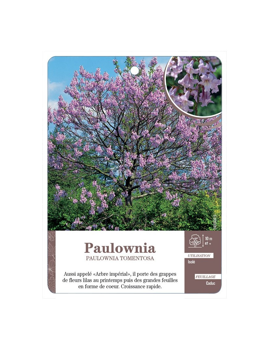 PAULOWNIA *
