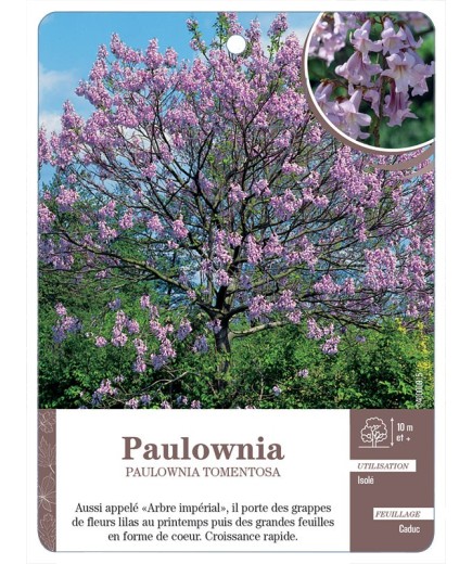 PAULOWNIA *