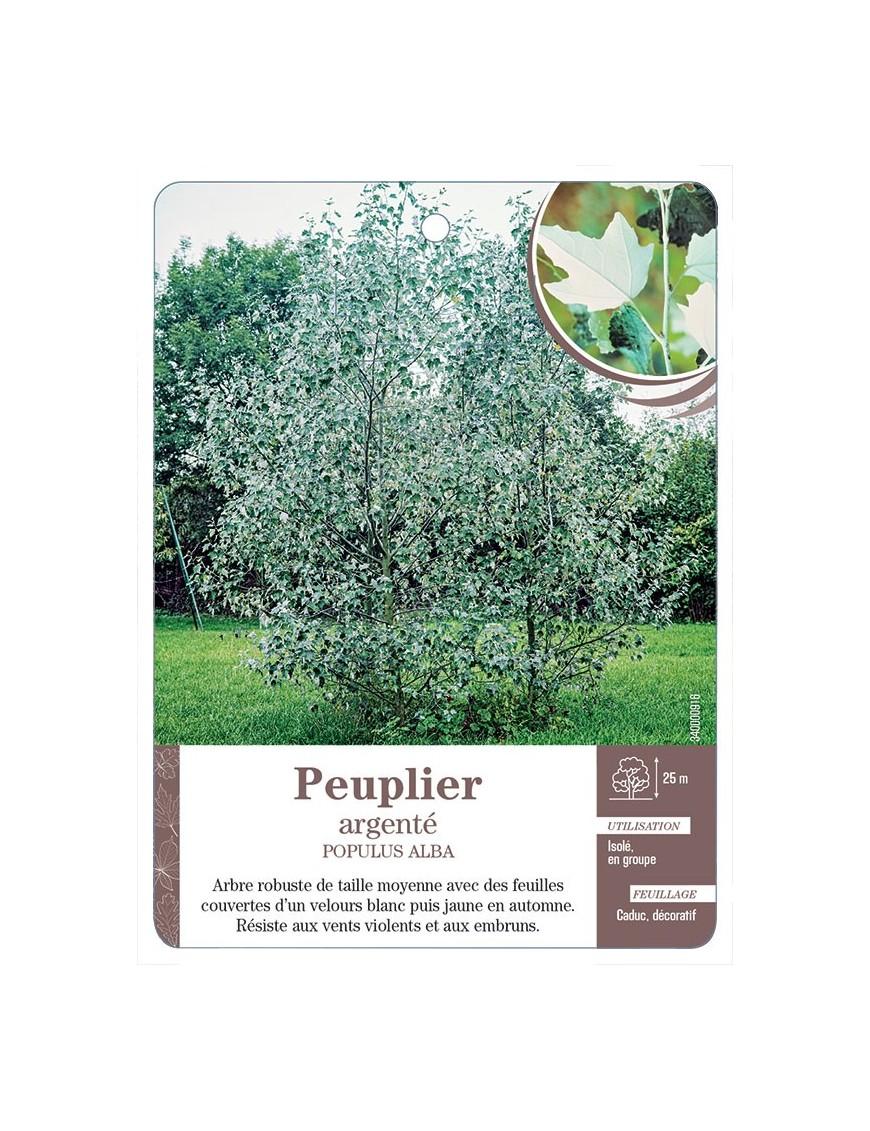 PEUPLIER ARGENTÉ *