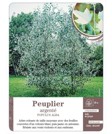 PEUPLIER ARGENTÉ *