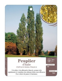 PEUPLIER D’ITALIE *