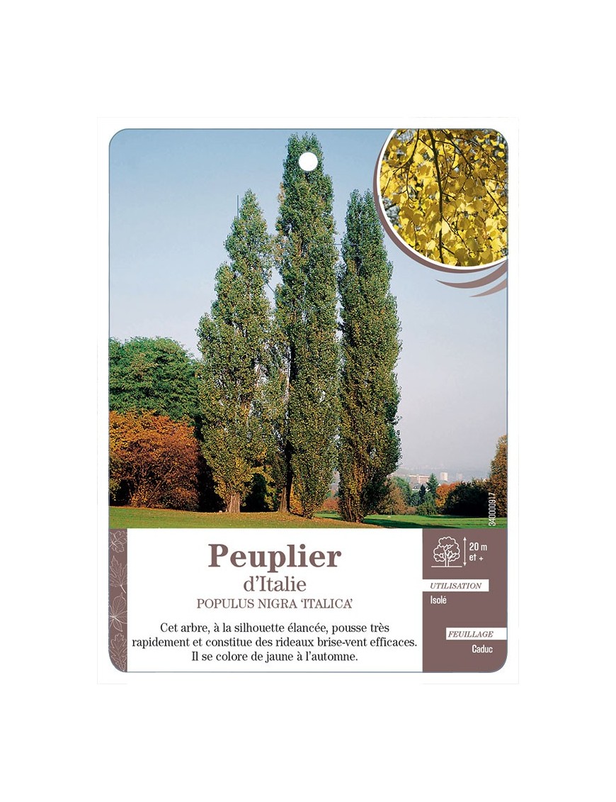 PEUPLIER D’ITALIE *
