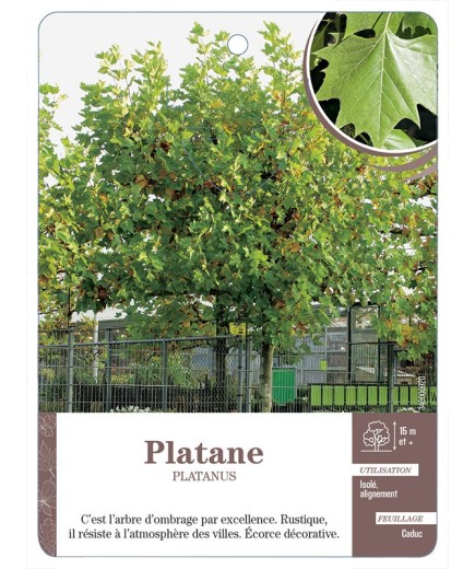PLATANE *