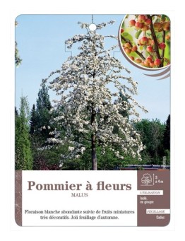 POMMIER À FLEURS *