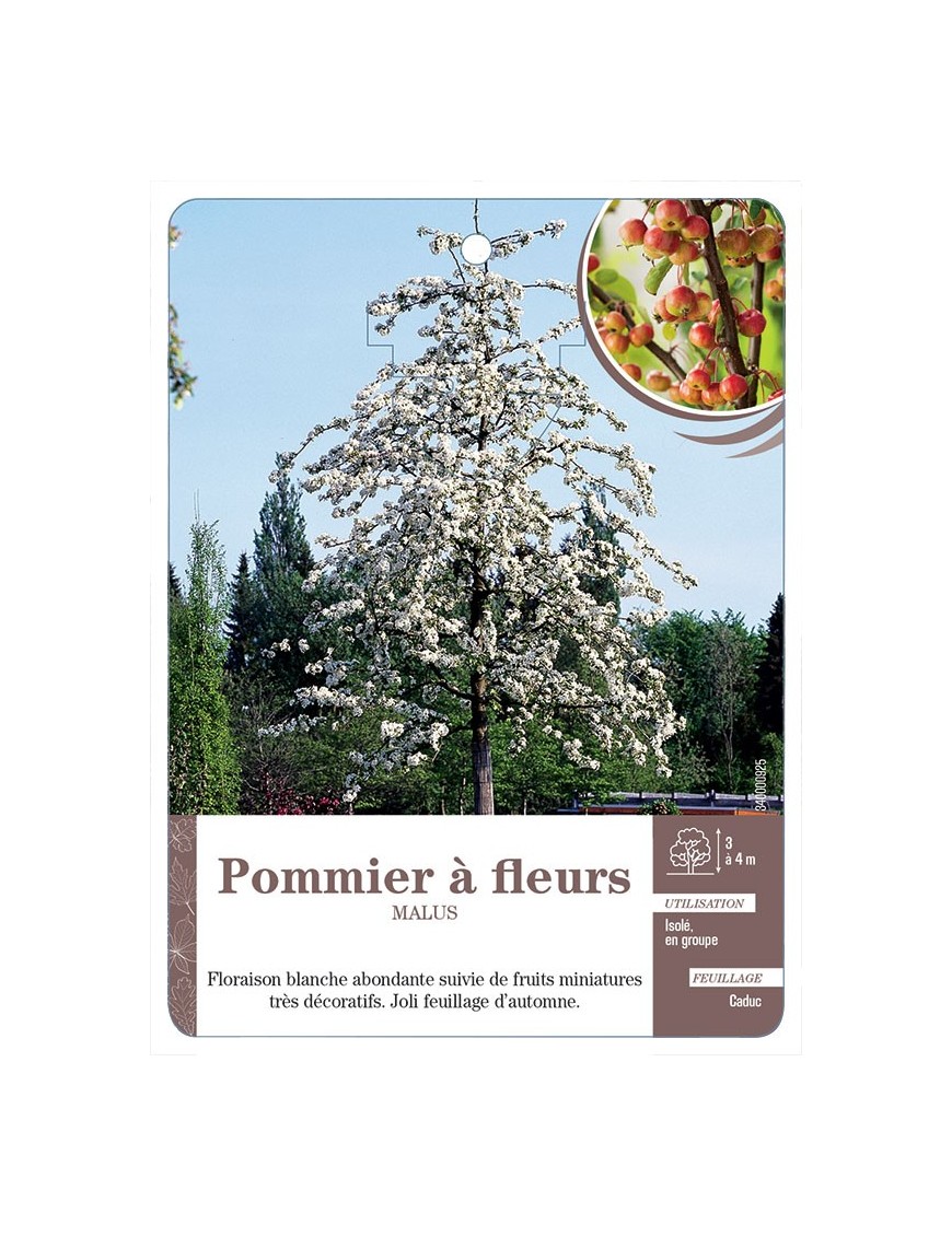 POMMIER À FLEURS *