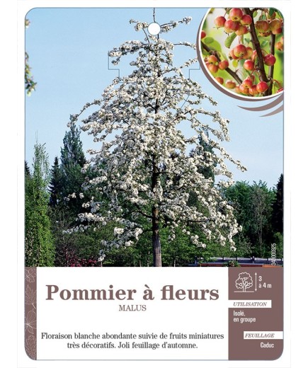POMMIER À FLEURS *