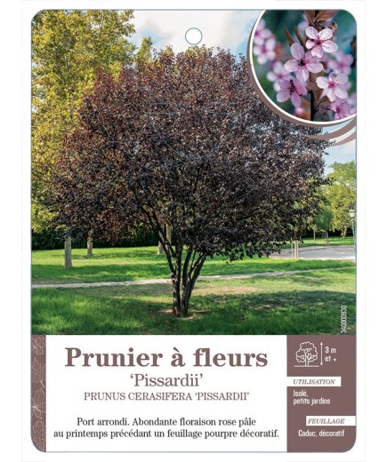 PRUNIER À FLEURS *