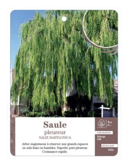 SAULE PLEUREUR *
