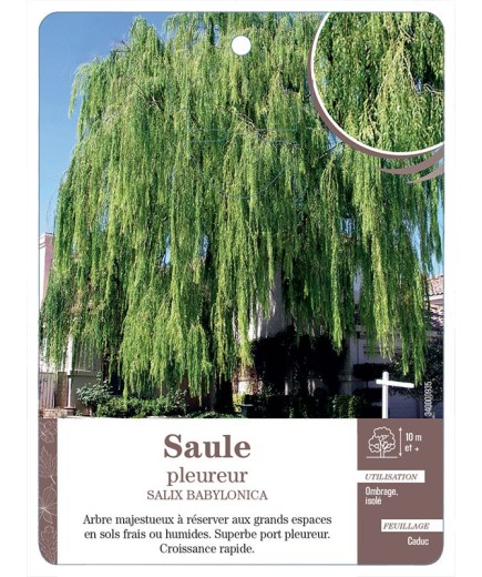 SAULE PLEUREUR *