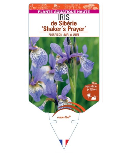 IRIS sibirica Shaker's Prayer voir IRIS de Sibérie