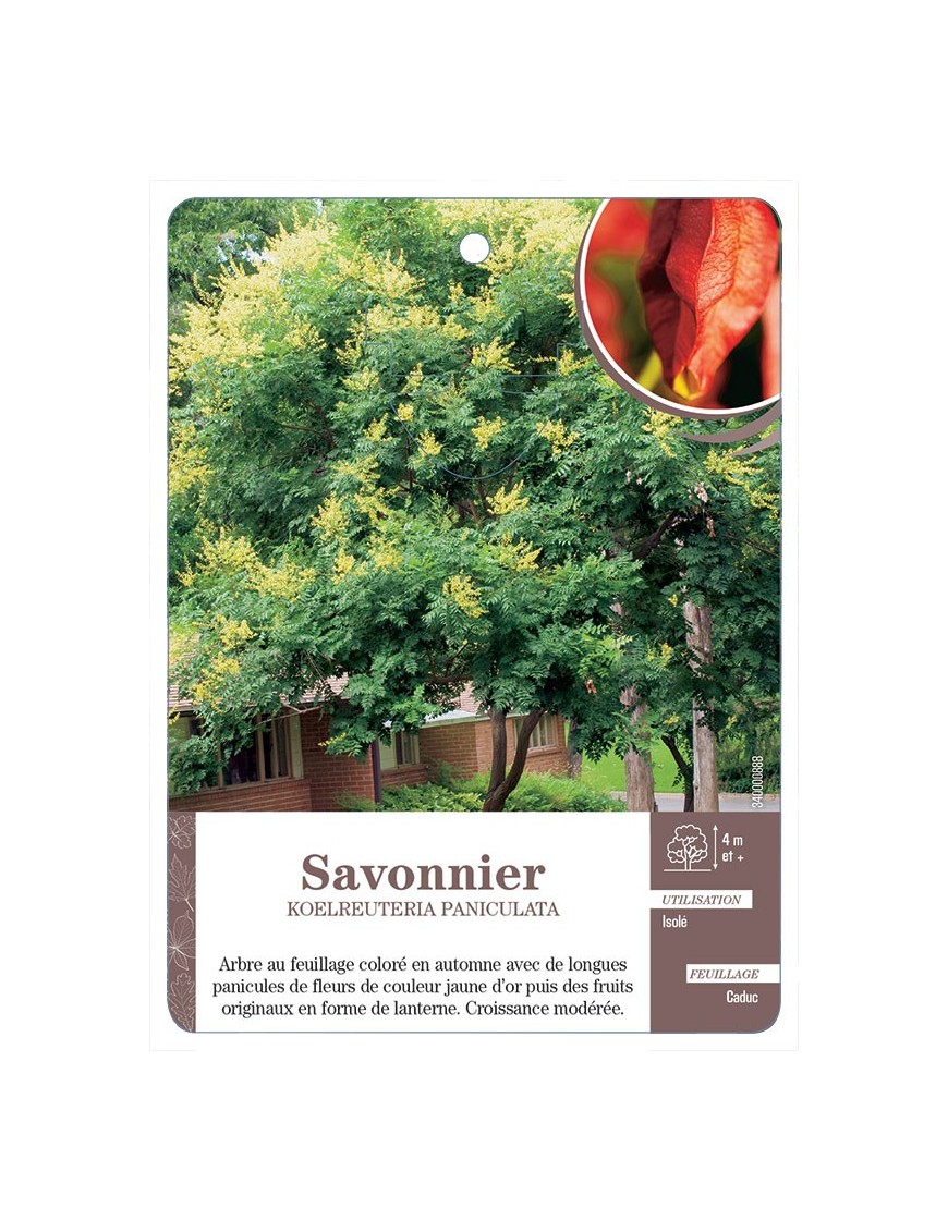 SAVONNIER KOELREUTERIA PANICULATA *