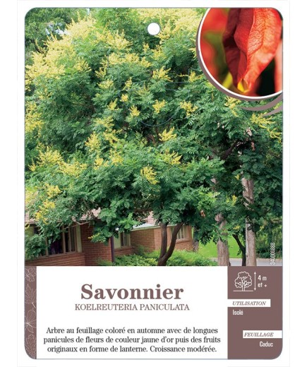 SAVONNIER KOELREUTERIA PANICULATA *