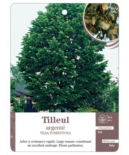 TILLEUL ARGENTÉ *