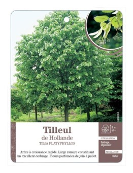 TILLEUL DE HOLLANDE *