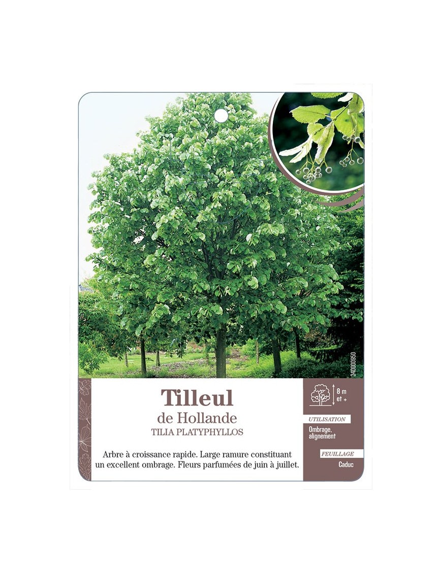 TILLEUL DE HOLLANDE *
