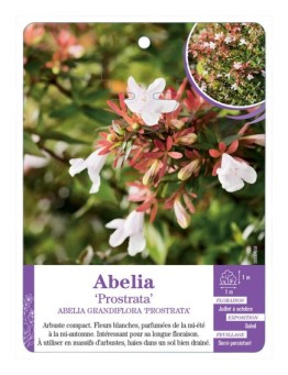 ABELIA GRANDIFLORA PROSTRATA
