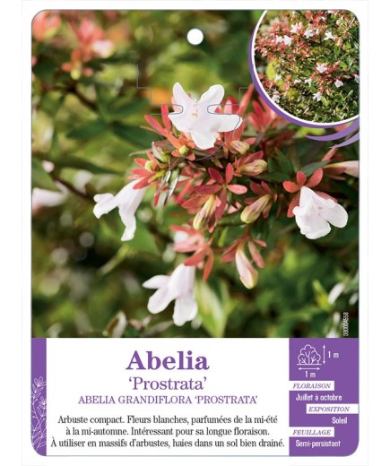 ABELIA GRANDIFLORA PROSTRATA